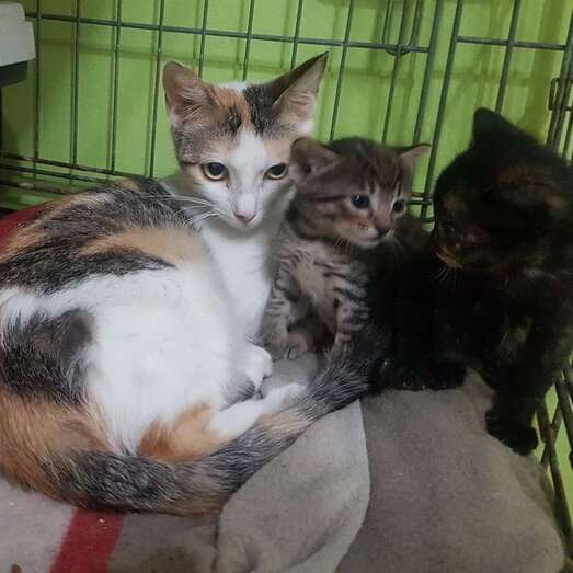 Gatos rescatados y controlados en Telde (Foto TA)